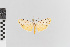  (Epeiromulona phelina - EcEs-Lep-00354)  @11 [ ] copyright (2024) Gunnar Brehm Friedrich-Schiller-University Jena