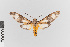  (Hypocladia calita - EcEs-Lep-00357)  @11 [ ] copyright (2024) Gunnar Brehm Friedrich-Schiller-University Jena