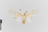  (Hypercompe nr. muzina - EcEs-Lep-00364)  @11 [ ] copyright (2024) Gunnar Brehm Friedrich-Schiller-University Jena