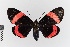  ( - EcEs-Lep-00370)  @11 [ ] copyright (2024) Gunnar Brehm Friedrich-Schiller-University Jena