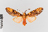  ( - EcEs-Lep-00377)  @11 [ ] copyright (2024) Gunnar Brehm Friedrich-Schiller-University Jena