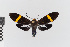 ( - EcEs-Lep-00378)  @11 [ ] copyright (2024) Gunnar Brehm Friedrich-Schiller-University Jena