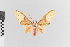  ( - EcEs-Lep-00380)  @11 [ ] copyright (2024) Gunnar Brehm Friedrich-Schiller-University Jena
