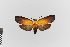  ( - EcEs-Lep-00424)  @11 [ ] copyright (2024) Gunnar Brehm Friedrich-Schiller-University Jena