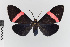  ( - EcEs-Lep-00455)  @11 [ ] copyright (2024) Gunnar Brehm Friedrich-Schiller-University Jena