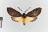  ( - EcEs-Lep-00467)  @11 [ ] copyright (2024) Gunnar Brehm Friedrich-Schiller-University Jena