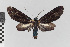  ( - EcEs-Lep-00551A)  @11 [ ] copyright (2024) Gunnar Brehm Phyletisches Museum Jena