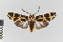  (Galethalea consorta - EcEs-Lep-00797)  @11 [ ] copyright (2024) Gunnar Brehm Friedrich-Schiller-University Jena