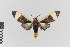  ( - EcEs-Lep-00801A)  @11 [ ] copyright (2024) Gunnar Brehm Phyletisches Museum Jena