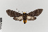  ( - EcEs-Lep-00813)  @11 [ ] copyright (2024) Gunnar Brehm Friedrich-Schiller-University Jena