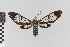  (Cosmosoma remota - EcEs-Lep-00820)  @11 [ ] copyright (2024) Gunnar Brehm Friedrich-Schiller-University Jena