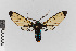  ( - EcEs-Lep-00826A)  @11 [ ] copyright (2024) Gunnar Brehm Phyletisches Museum Jena