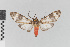  ( - EcEs-Lep-00831A)  @11 [ ] copyright (2024) Gunnar Brehm Phyletisches Museum Jena