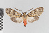  (Aderithales nr. aoris - EcEs-Lep-00833A)  @11 [ ] copyright (2024) Gunnar Brehm Phyletisches Museum Jena