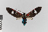 (Euclera diversipennis - EcEs-Lep-00835)  @11 [ ] copyright (2024) Gunnar Brehm Friedrich-Schiller-University Jena