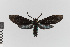  (Sciopsyche nr. tropica - EcEs-Lep-00836)  @11 [ ] copyright (2024) Gunnar Brehm Friedrich-Schiller-University Jena