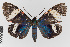  ( - EcEs-Lep-00841)  @11 [ ] copyright (2024) Gunnar Brehm Friedrich-Schiller-University Jena