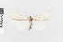  ( - EcEs-Lep-00847)  @11 [ ] copyright (2024) Gunnar Brehm Friedrich-Schiller-University Jena