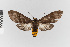  (Pachydota rosenbergi_group - EcEs-Lep-00887)  @11 [ ] copyright (2024) Gunnar Brehm Phyletisches Museum Jena