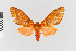  (Symphlebia nr. perflua - EcEs-Lep-01081)  @11 [ ] copyright (2024) Gunnar Brehm Phyletisches Museum Jena