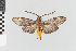  ( - EcEs-Lep-01147)  @11 [ ] copyright (2024) Gunnar Brehm Friedrich-Schiller-University Jena