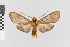  (Pelochyta nr. arontes - EcEs-Lep-01159)  @11 [ ] copyright (2024) Gunnar Brehm Friedrich-Schiller-University Jena