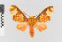  ( - EcEs-Lep-01167A)  @11 [ ] copyright (2024) Gunnar Brehm Phyletisches Museum Jena