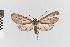 (Ischnocampa nr. lugubris - EcEs-Lep-01174)  @11 [ ] copyright (2024) Gunnar Brehm Friedrich-Schiller-University Jena