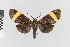  (Epidesma nr. hoffmannsi - EcEs-Lep-01177)  @11 [ ] copyright (2024) Gunnar Brehm Friedrich-Schiller-University Jena