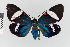  ( - EcEs-Lep-01182)  @11 [ ] copyright (2024) Gunnar Brehm Friedrich-Schiller-University Jena
