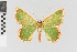  ( - EcEs-Lep-01416)  @11 [ ] copyright (2024) Gunnar Brehm Phyletisches Museum Jena
