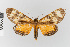  ( - EcEs-Lep-01509A)  @11 [ ] copyright (2025) Gunnar Brehm Friedrich-Schiller-University Jena
