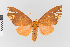  ( - EcEs-Lep-01512)  @11 [ ] copyright (2024) Gunnar Brehm Phyletisches Museum Jena