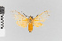  ( - EcEs-Lep-01826)  @11 [ ] copyright (2024) Gunnar Brehm Friedrich-Schiller-University Jena