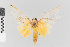  ( - EcEs-Lep-01827)  @11 [ ] copyright (2024) Gunnar Brehm Friedrich-Schiller-University Jena