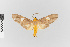  (Trichromia nr. discophora - EcEs-Lep-01861)  @11 [ ] copyright (2024) Gunnar Brehm Friedrich-Schiller-University Jena