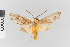  ( - EcEs-Lep-01864)  @11 [ ] copyright (2024) Gunnar Brehm Friedrich-Schiller-University Jena