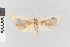  ( - EcEs-Lep-02148)  @11 [ ] copyright (2024) Gunnar Brehm Friedrich-Schiller-University Jena