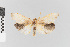  ( - EcEs-Lep-02149)  @11 [ ] copyright (2024) Gunnar Brehm Friedrich-Schiller-University Jena