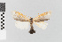  ( - EcEs-Lep-02161)  @11 [ ] copyright (2024) Gunnar Brehm Phyletisches Museum Jena