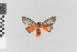  (Odozana nr. unica - EcEs-Lep-02295)  @11 [ ] copyright (2024) Gunnar Brehm Friedrich-Schiller-University Jena