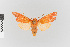  ( - EcEs-Lep-03377)  @11 [ ] copyright (2024) Gunnar Brehm Friedrich-Schiller-University Jena