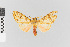  ( - EcEs-Lep-03397)  @11 [ ] copyright (2024) Gunnar Brehm Friedrich-Schiller-University Jena