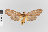 (Pelochyta albipars - EcEs-Lep-03838)  @11 [ ] copyright (2024) Gunnar Brehm Friedrich-Schiller-University Jena