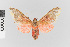  ( - EcEs-Lep-04292)  @11 [ ] copyright (2024) Gunnar Brehm Friedrich-Schiller-University Jena
