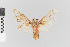  ( - EcEs-Lep-04330)  @11 [ ] copyright (2024) Gunnar Brehm Friedrich-Schiller-University Jena