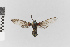  ( - EcEs-Lep-04782B)  @11 [ ] copyright (2025) Gunnar Brehm Friedrich-Schiller-University Jena