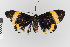  ( - EcEs-Lep-04872)  @11 [ ] copyright (2024) Gunnar Brehm Friedrich-Schiller-University Jena