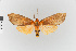  (Ammalo helops_group - EcEs-Lep-04922)  @11 [ ] copyright (2024) Gunnar Brehm Friedrich-Schiller-University Jena