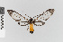  (Cosmosoma nr. stilbosticta - EcEs-Lep-05083)  @11 [ ] copyright (2024) Gunnar Brehm Friedrich-Schiller-University Jena